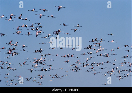 Flamingos en vol ; phoenicopterus sp ; inde ; asie Banque D'Images