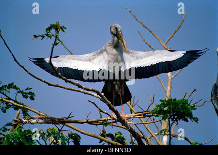 60085 SNA : Oiseaux ; Asian openbill anastomus oscitante stork on tree Banque D'Images