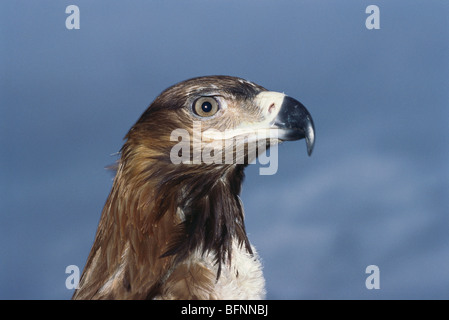 Tawny aigle ; aquila rapax ; Inde Banque D'Images