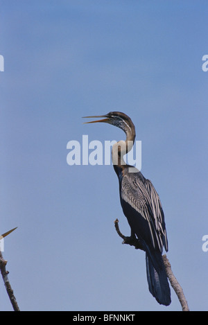 Darter ; anhinga ; snakebird ; Anhinga melanogaster ; assis sur la branche de l'arbre Banque D'Images