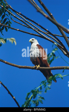 Brahminy Kite ; industrie du flétan ; assise sur arbre ; aigle de mer à dos rouge ; Sanctuaire d'oiseaux de Ranganathittu ; mandya ; karnataka ; inde ; asie Banque D'Images