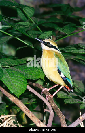 Indian Pitta ; Pitta Brachyura ; assis sur l'arbre Banque D'Images