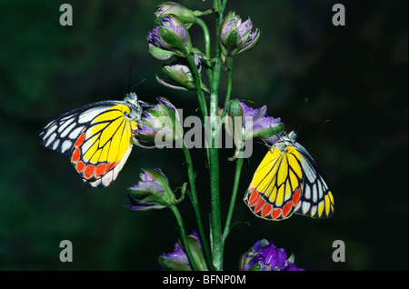 Papillons ; paire indienne de jezebel commun ; Delias eucharis ; sur fleurs Banque D'Images