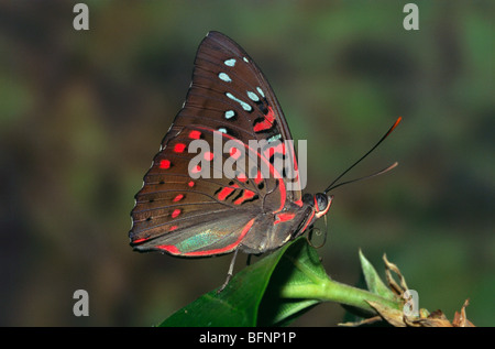 Papillon ; baron de gady indien ; euthalia lubentina Banque D'Images