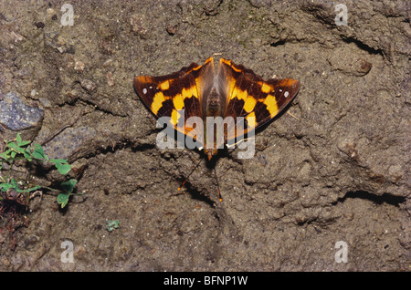 Papillon ; Himalaya ; empereur d'or ; dilipa morgiana nymp Banque D'Images