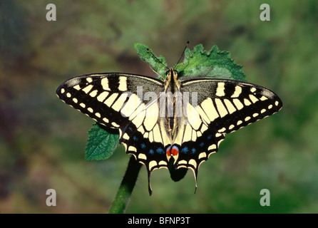 Papillon ; Himalaya indien ; queue jaune ; papilio machaon Banque D'Images