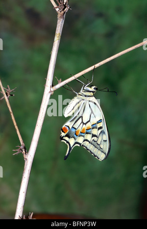 Papillon ; Himalaya indien ; queue jaune ; papilio machaon Banque D'Images