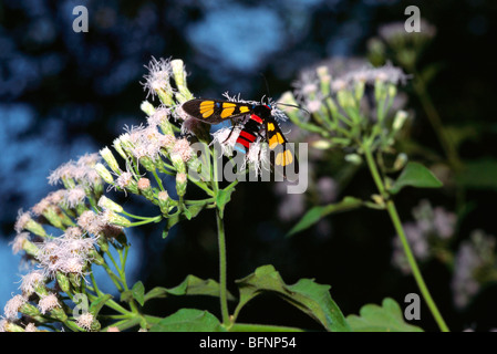 teigne peinte euchromia polymena diurnal Banque D'Images