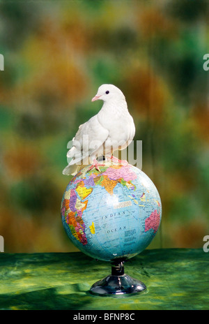 Pigeon blanc assis sur le globe montrant la carte de l'Inde Banque D'Images