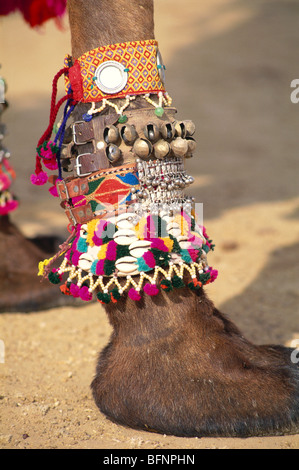60314 : Libre de MMN ghungroo jambe sur des chameaux ; décoration ; Festival du désert du Rajasthan Jaisalmer ; Inde ; Banque D'Images