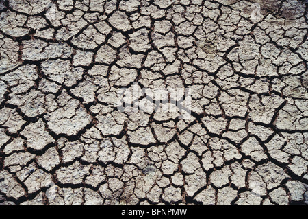 Terre fissurée due à la sécheresse ; Inde ; asie Banque D'Images