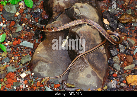 Serpent de trinket indien ; laphe helena ; Coelognathus helena ; serpent de trinket commun ; inde ; asie Banque D'Images