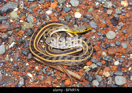 Serpent à keelback rayé de buff ; Amphiesma stlatum ; serpent à keelback rayé de buff indien ; amphiesma stolata ; inde ; asie Banque D'Images