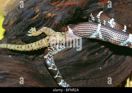 Serpent mangeant gecko ; serpent de loup commun ; lycodon quicus ; gecko hemidacty lus brook Banque D'Images