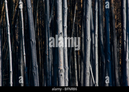 Un stand de bois de plantation d'eucalyptus détruit par un incendie. Banque D'Images