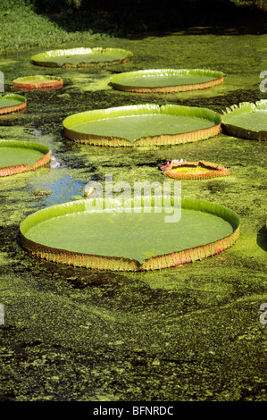 Usine flottante Water Lily ; Victoria Amazonica ; Acharya Jagadish Chandra Bose Indian Botanic Garden ; Calcutta ; kolkata ; Bengale occidental ; Inde ; asie Banque D'Images