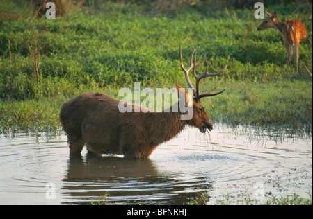 Barasingha ; cerf de marais dans l'eau ; parc national Kanha Kisli ; Mandla ; Madhya Pradesh ; Inde ; asie Banque D'Images