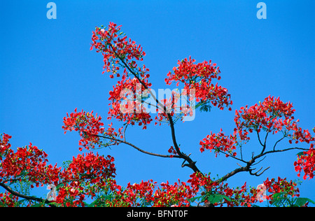 Arbre à fleurs ; Royal poinciana ; Gulmohar ; Gul mohur ; delonix regia ; arbre ; Inde ; asie Banque D'Images