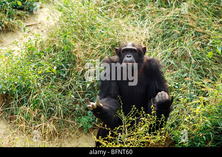 Chimpanzé Banque D'Images