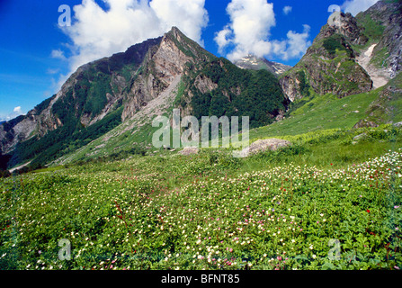 Vallée Des Fleurs ; Parc National , Chamoli , Uttaranchal , Uttarakhand ; Inde , Asie Banque D'Images
