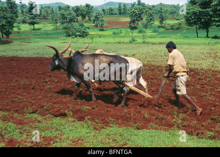 Agriculteur labourant des champs avec du boeuf, Chiplun, Maharashtra, Inde, Asie Banque D'Images