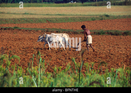 Farmer ploughing champ à l'aide de boeufs ; Inde ; l'Orissa - hma, 60703 Banque D'Images