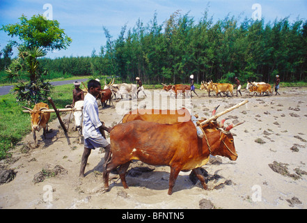 Les agriculteurs labourage par oxen ; karnataka ; Inde ; asie Banque D'Images