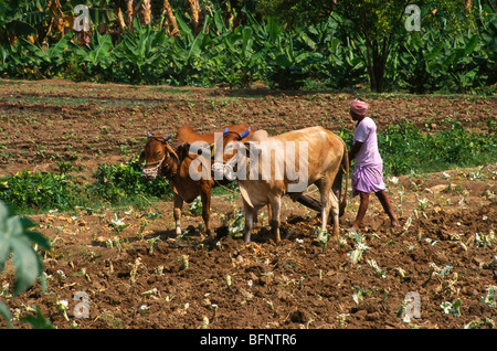 Champ de labour agricole par oxen ; Aundh ; Hingoli ; Maharashtra ; Inde ; asie Banque D'Images
