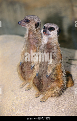 Une paire de les suricates (Suricata suricatta) zoo de Singapour , Singapour , NGP - 60723 Banque D'Images