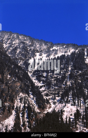 Arbres de Deodar couverts de neige ; Manali ; Himachal Pradesh ; Inde ; asie Banque D'Images