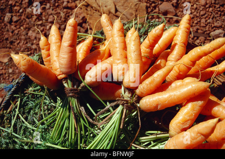 Carotte récoltée ; Mahabaleshwar ; Maharashtra ; Inde ; asie Banque D'Images