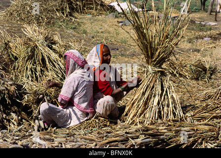 Femmes récoltant du millet bajra ; Inde ; asie Banque D'Images