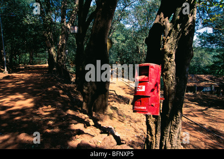 Boîte postale sur l'arbre ; boîte postale ; boîte pilier ; boîte de collecte, boîte aux lettres ; boîte aux lettres ; boîte aux lettres ; Matheran ; Maharashtra ; Inde Banque D'Images