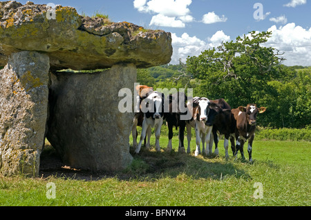 Les vaches curieux se cacher derrière l'ancienne chambre funéraire à St Lythans Galles Cardiff Banque D'Images