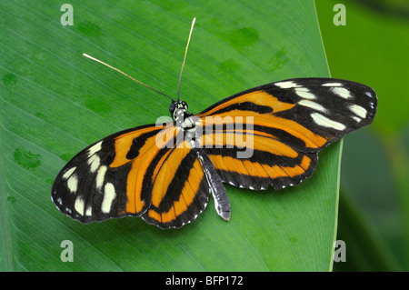 (Heliconius hecale Tiger Longwing) sur une feuille. Banque D'Images