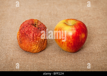 Deux fruits contre une toile - bonnes et mauvaises pommes Banque D'Images