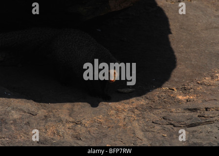 Indian Mongoose gris ou gris commun (mangouste Herpestes edwardsii) Banque D'Images