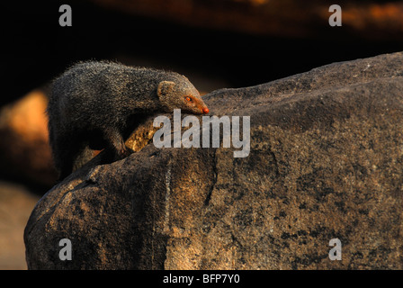 Indian Mongoose gris ; Gris commun (mangouste Herpestes edwardsii) ; Banque D'Images