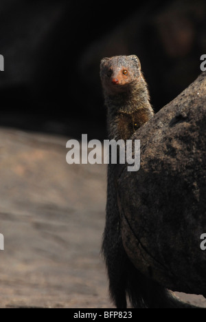 Indian Mongoose gris ; Gris commun (mangouste Herpestes edwardsii) ; Banque D'Images
