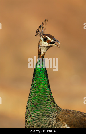 Pavo cristatus, paons indiens, également connu sous le nom de la politique commune de l'Peafow ou paons bleu Banque D'Images