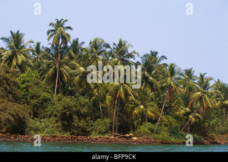 65194 : NMK cocotiers Dense verdure & scène de backwater Croisière ; Tarkarli ; ; ; Inde Maharashtra Malvan Banque D'Images