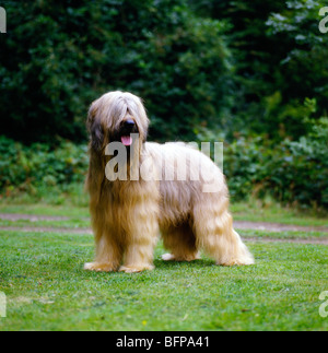 Briard debout sur l'herbe Banque D'Images