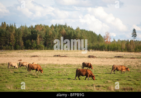 Troupeau de taureaux et de vaches en liberté qui broutage dans un pré à été , Finlande Banque D'Images