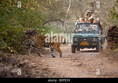 Reine de Ranthambhore Tiger machali T-16 La marche et le touriste étranger dans le safari. Banque D'Images