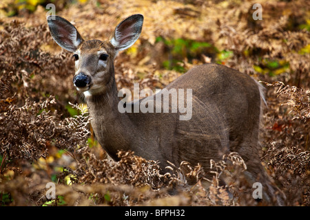 Un cerf de Virginie (Odocoileus virginianus) aussi connu comme le cerf de Virginie ou le cerf au Québec, Canada Banque D'Images