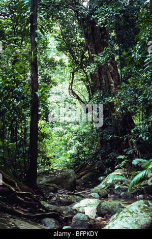 Lit du ruisseau à sec dans la forêt tropicale, Mossman Gorge, Queensland, Australie Banque D'Images
