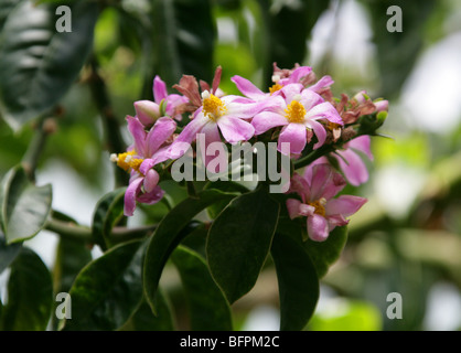 Cactus Rose, Pereskia grandifolia, Cactaceae, Brésil, Amérique du Sud syn. Ou Rhodocactus grandifolius cactus, cactus rosa. Banque D'Images