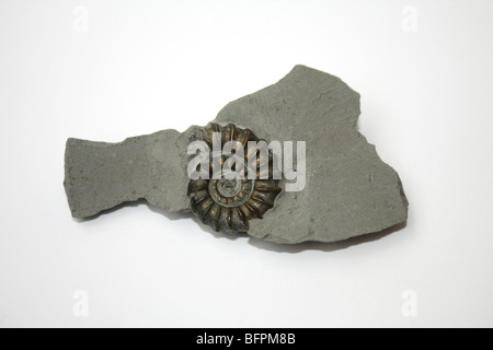 Fossiles ammonite pyrite de fer, trouvés sur la plage de Charmouth Dorset England UK Banque D'Images