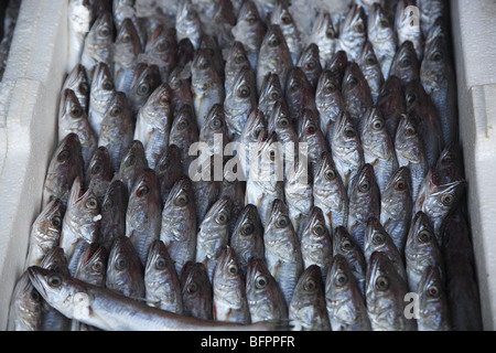 Affichage des sardines dans le marché de l'Avni Rustemi district de Tirana, Albanie Banque D'Images