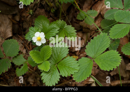 Fraisier Fragaria vesca, Rosaceae, Monti Simbruini Park, Jenné, lazio, Italie Banque D'Images